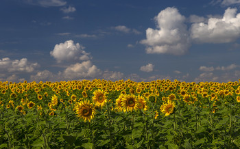 Sunflowers / ***