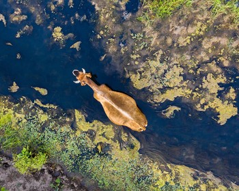 Quenching thirst / ***