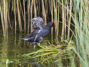 Water hen / ***