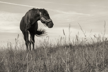 In the field / ***