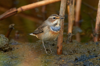 Bluethroat / ***