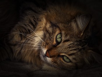   / I looked into the eyes,
But I met no other views
And the double enfilades
Duplicate mirrors.
I strove with line and word
Anchor the passing moment.
But instantly a captive face
Fading away to burst out new.
I was afraid, having learned - to forget ...
But there is no oblivion in striving.
To burn forever and be -
It is necessary to tear the links without sorrow.
I'm captivated in overflowing dreams
In curling circles
Shattered in reflections
Lost in the mirrors.
Maximilian Voloshin.