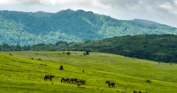 Landscape view / ***
