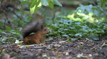 Squirrel / ***