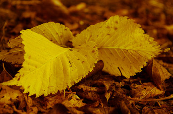 gold autumn / ***