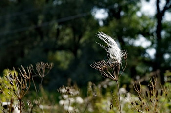 In the wind / ***