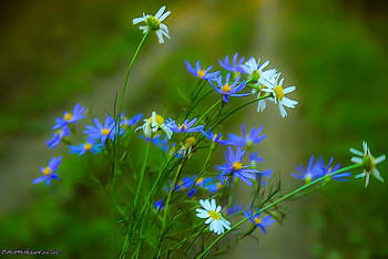 Autumn flowers / ...