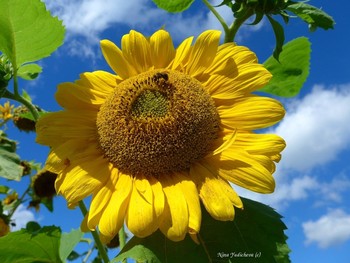 Sunflower / ***