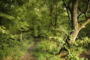 &nbsp; / Ein Waldweg