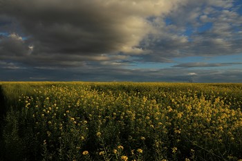 August evening / ***