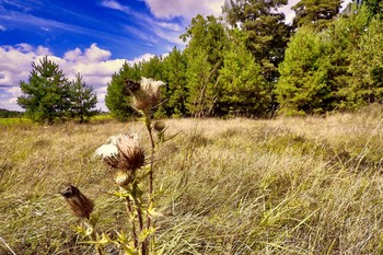 yellow / ...............