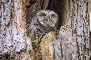 Eastern Screech Owl (grey morph) in Canada / ***