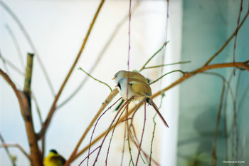 Bird / ***