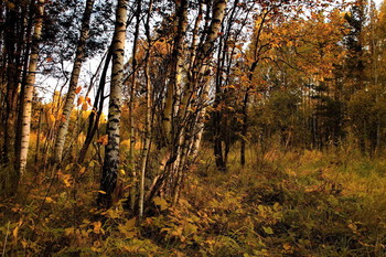Autumn evening / ***