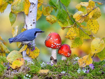 in the autumn forest / ***