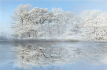 Frosty forest / ***