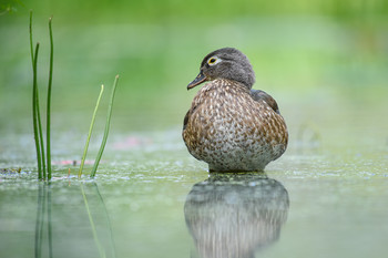 Wood duck (female) / ***