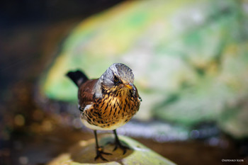 Thrush Fieldfare / ***