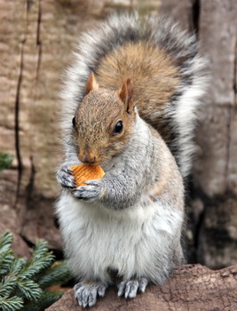 Squirrel / New York