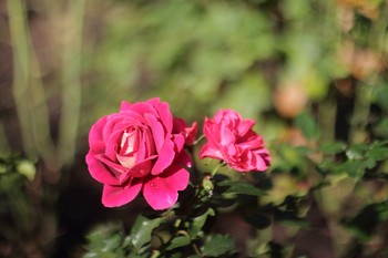 Rose / ***