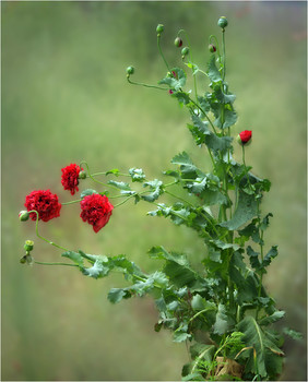 Poppies / ***