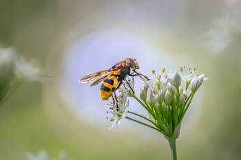 Los últimos coletazos del verano. / Últimos insectos, llega el otoño.