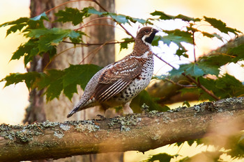grouse / ***