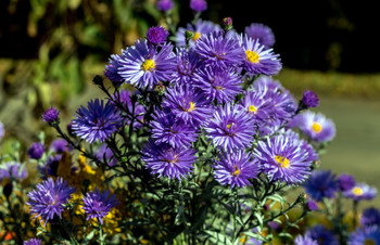 Autumn Bouquet. / ***