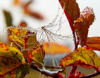Dew / ***