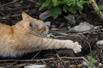 Morning gymnastics / ***