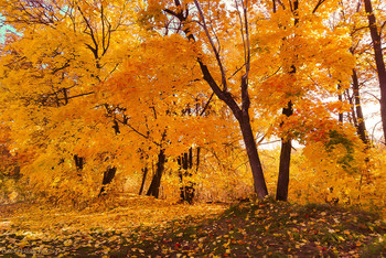 Golden colors of autumn / ...