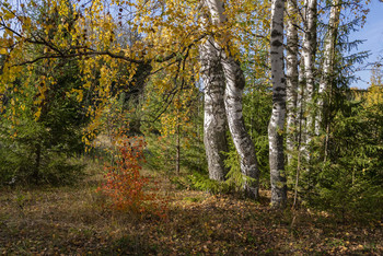 Autumn in the forest / ***