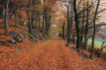 Waldweg / Waldweg im Herbst