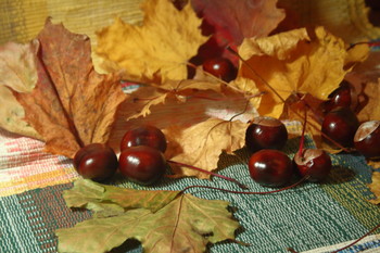 Chestnuts / ***