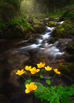 Spring stream / I was wanna photograph the fog after the rain but when i came to the forest there was no fog unfortunately, but i decidet to take a little hike and i found this beautiful flowers with the small stream in the background and i was really happy with the result. :)