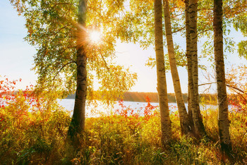 Autumn Sonata / ***