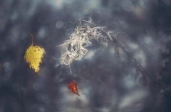 Autumn Sonata / .....