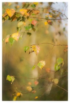 Autumn Sonata / ***
