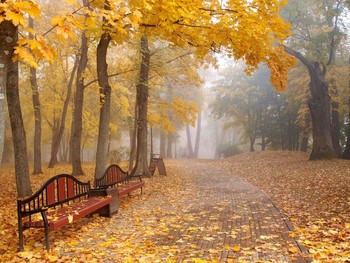 Autumn Sonata / ***