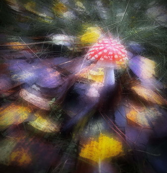 Autumn Sonata / ***