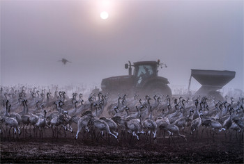 feeding / ***