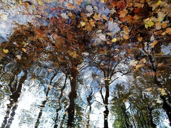 Visiting fall / ***