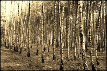 birch-trees / birch trees in the forest - converted to sepia