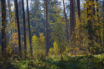Forest in September / ***
