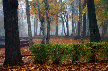 Foggy morning / ***