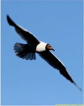 flying seagull / ***