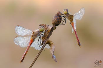 Rivals / Males of Sympetrum depressiusculum