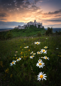 Spring at the castle / Daisies under the castle after sunset. I was really happy when i reach top of the hill and found these beautiful flowers. :)