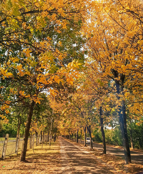 &nbsp; / Down, down
Yellow and brown
The leaves are falling
Over the town.