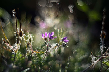 Autumn flowers / ***
